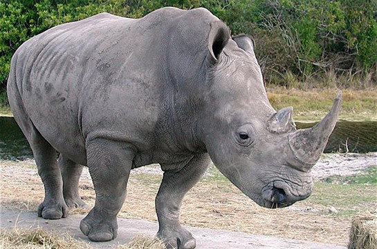 Носорогам спиливают рога, чтобы уберечь от браконьеров