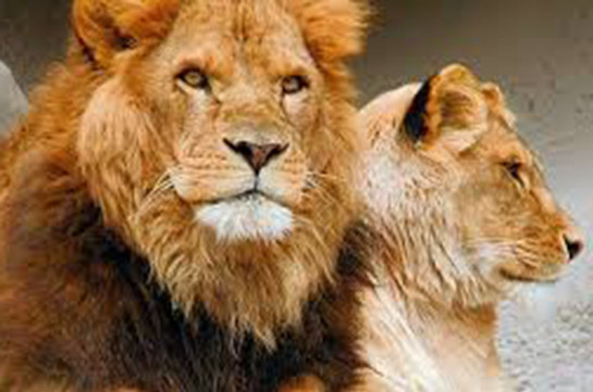 Два льва сбежали из вольера в зоопарке Лейпцига