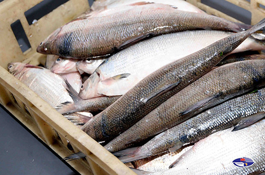 Առգրավվել է 56 կգ «սիգ» տեսակի տիրազուրկ թարմ ձուկ