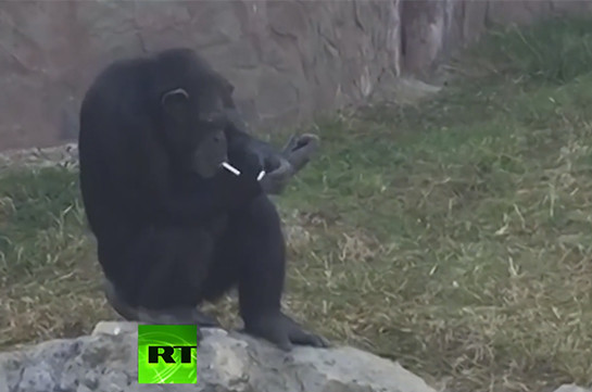 Курящая шимпанзе стала хитом зоопарка в Северной Корее (Видео)