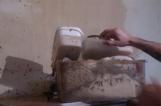 Անմարդկային պահման պայմաններ «Նուբարաշեն» ՔԿՀ-ում. խավարասերներ՝ սնունդ պարունակող տուփերում (լուսանկարներ)
