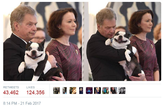 Ֆինլանդիայի նախագահի շունը գրավել է համացանցը