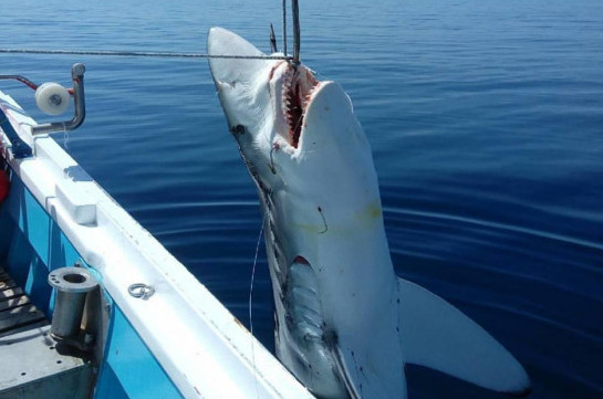 Греческие рыбаки выловили семиметровую акулу в Эгейском море