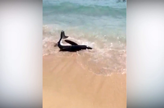 Выбросившаяся на пляж акула вызвала панику среди отдыхающих (Видео)
