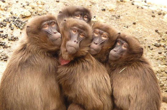 Двенадцать обезьян умерли от страха в индийском лесу (Видео)