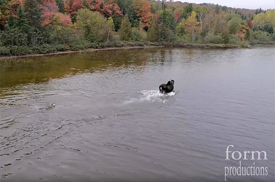 Канадец случайно снял на видео схватку лося и волка на озере (Видео)