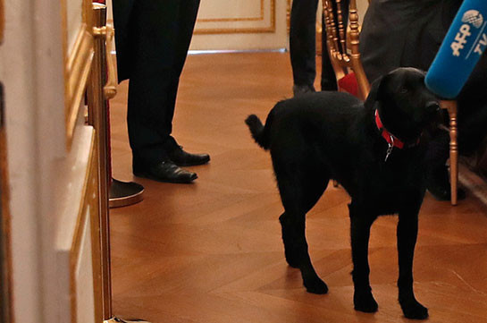Собака Макрона справила нужду в Елисейском дворце во время совещания президента (Видео)
