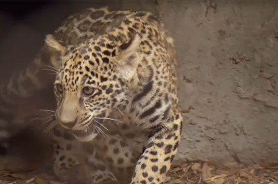 В зоопарке Хьюстона показали детенышей ягуара (Видео)