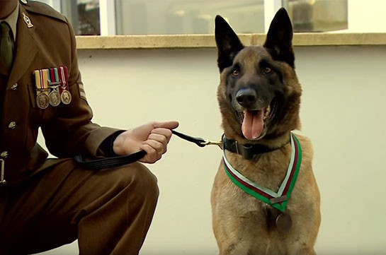 В Британии собаку наградили за мужество во время операции в Кабуле