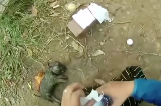 Вьетнамец спас тонущего щенка, сделав ему искусственное дыхание