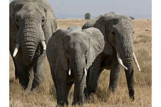 В Индии поезд задавил сразу пять слонов