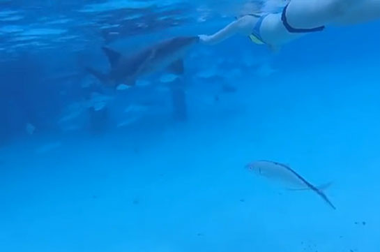 Муж заснял нападение акулы на жену во время медового месяца (Видео)