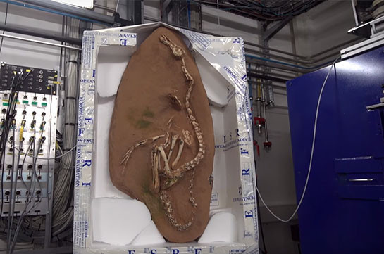Գիտնականները հայտնաբերել են դինոզավրի նոր տեսակ (Տեսանյութ)
