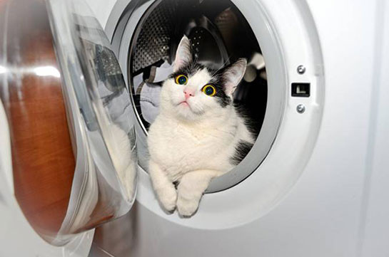 Նորվեգիայում կատուն ողջ է մնացել լվացքի մեքենայում 40 րոպե մնալուց հետո