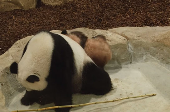 Панда, родившаяся во Франции, впервые предстала перед публикой (Видео)