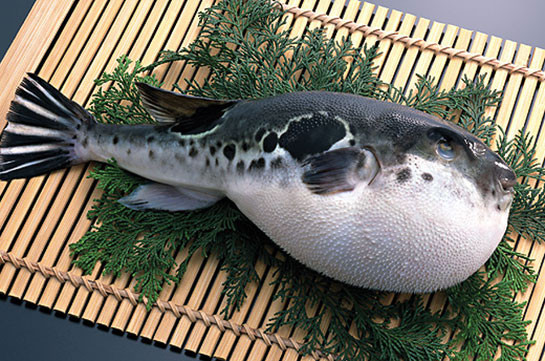 Ճապոնիայում տագնապ է հայտարարվել ֆուգու ձկան՝ առանց թունավոր լյարդի հեռացման վաճառքի կապակցությամբ