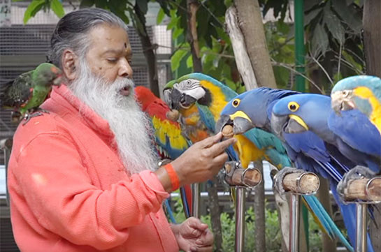 Индийский парк попугаев - в Книге Гиннесса (Видео)