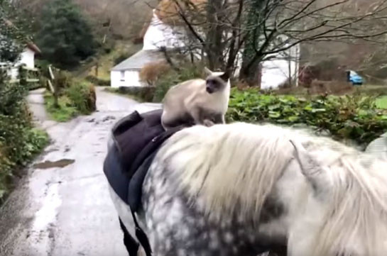 Котик совершает конную прогулку