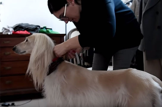 Милан становится законодателем мод и для собак (Видео)