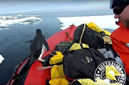 Любопытный пингвин вынырнул из воды и нагло заскочил в лодку (Видео)