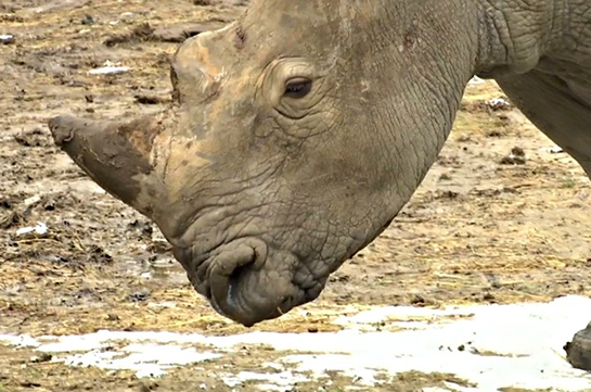 Во французском зоопарке  поселился носорог по кличке Юнеско