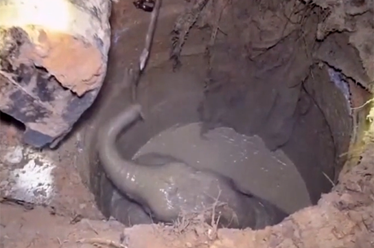 В Таиланде селяне 3 часа вытаскивали маленького слоненка из ямы с водой