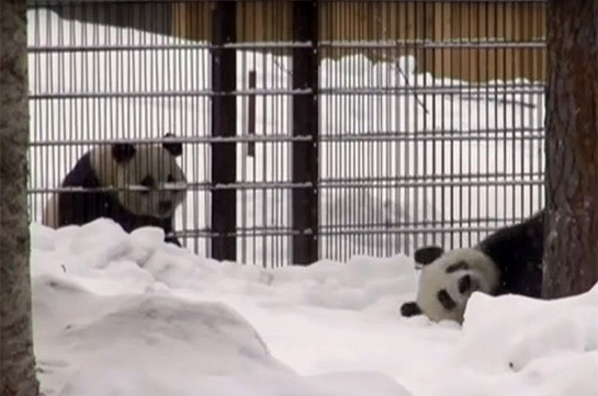 В Финляндии панда решила, что она лавина (Видео)