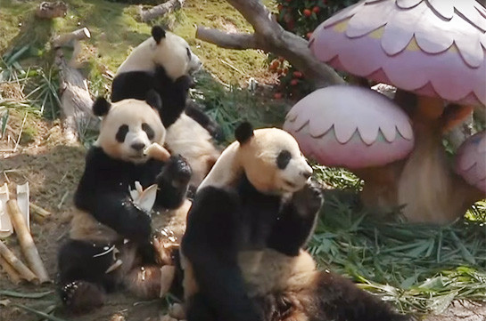 Панды-тройняшки отмечают китайский Новый год (Видео)