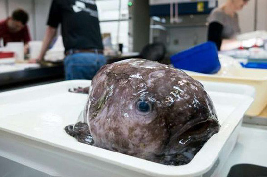 Ավստրալիայում հայտնաբերվել է մոլորակի ամենատգեղ ձուկը