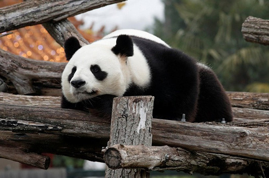 Посетители зоопарка в Торонто стали в очередь, чтобы попрощаться с семьей панд