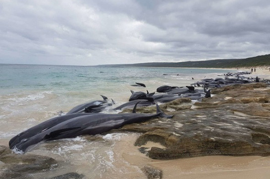 В Австралии более 130 дельфинов выбросились на берег и погибли (Видео)