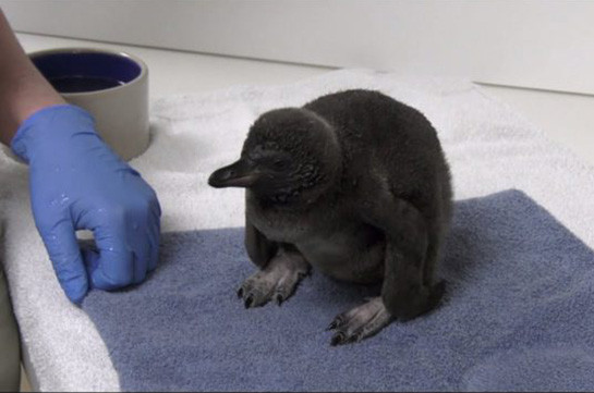В американском зоопарке показали птенца пингвина (Видео)