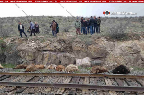 Արագածոտնի մարզում էլեկտրագնացքը բախվել է ոչխարի հոտին. 63 հատ ոչխար սատկել է