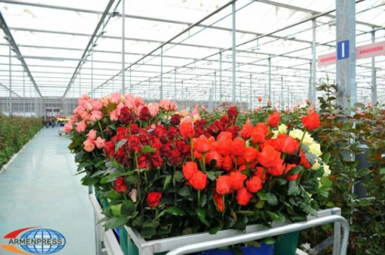 Հայաստանից հոլանդական վարդերն անգամ Հոլանդիա են արտահանվում (Ֆիլմ)