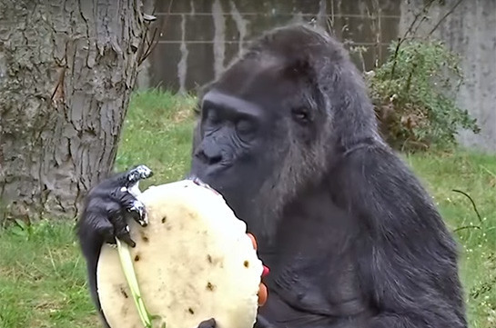 День рождения самой старой гориллы в мире (Видео)