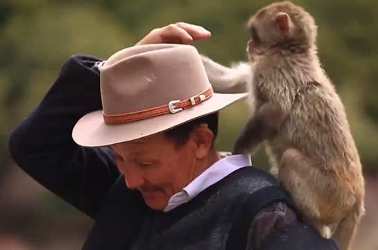«Отец обезьян»: тибетский дедушка кормит и лечит макак