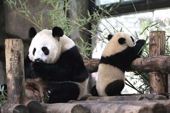 Весь Китай придумывает имена для маленьких панд