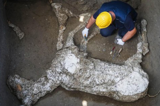В Помпеях впервые за 200 лет раскопок нашли останки лошади