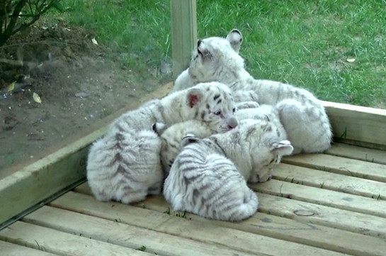 В Китае показали детёнышей белоснежного бенгальского тигра (Видео)
