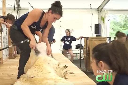 Ֆրանսիայում մեկ օրում 2500 ոչխար են խուզել (Տեսանյութ)