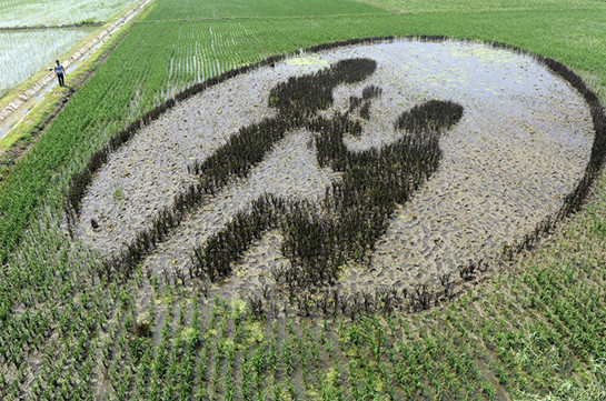 В Китае на рисовых полях содают гигантские рисунки