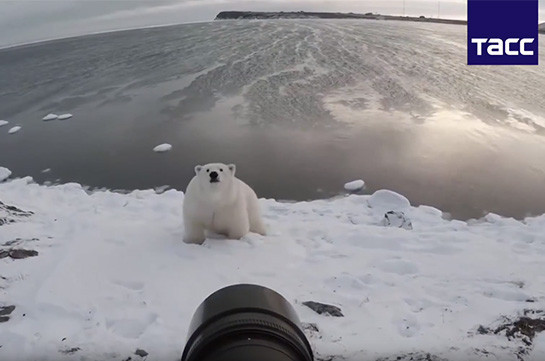 Мишка на полярной фотосессии (Видео)
