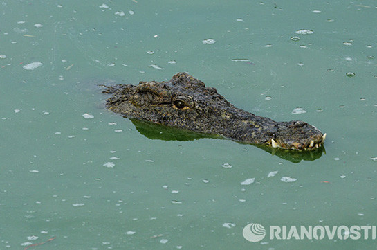 В индонезийском Соронге убили 292 крокодила после смерти мужчины