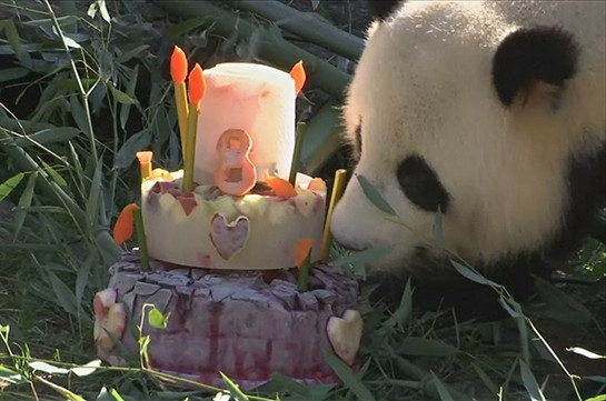 Панда по кличке Цзяо Цин отпраздновал восьмилетие