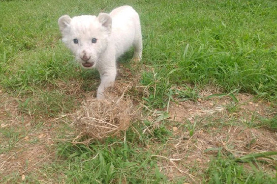 Осиротевший белый львенок нашел новый дом