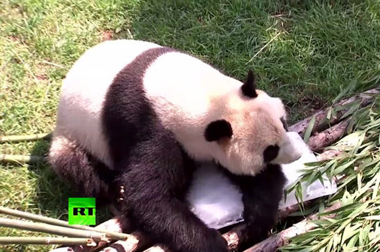 В китайском зоопарке спасают животных от жары (Видео)