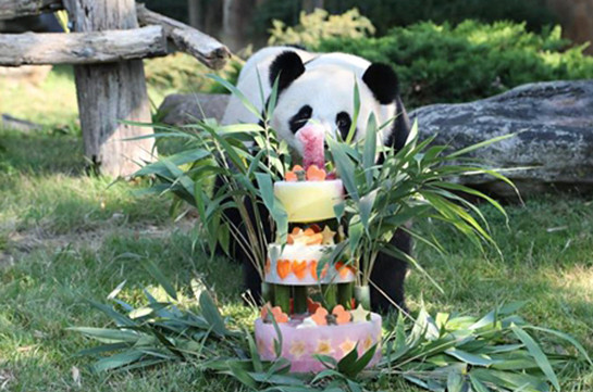 Первая панда Франции празднует день рождения (Видео)