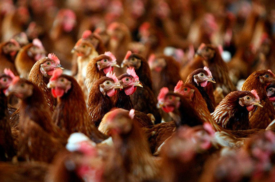 Саудовская Аравия приостановила импорт мяса птицы и яиц из РФ из-за птичьего гриппа