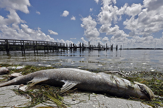 У берегов Флориды токсичная водоросль убивает рыбу и морских животных