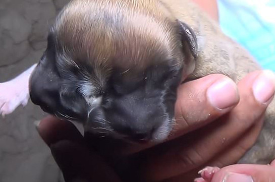 Պերուում 4 աչքով երկդեմ շուն է ծնվել (Տեսանյութ)